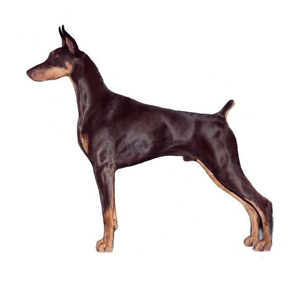 Meet your Posher, Katherine - Picture 1 of 1